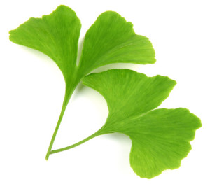 green-ginkgo-biloba-leaves-300x263